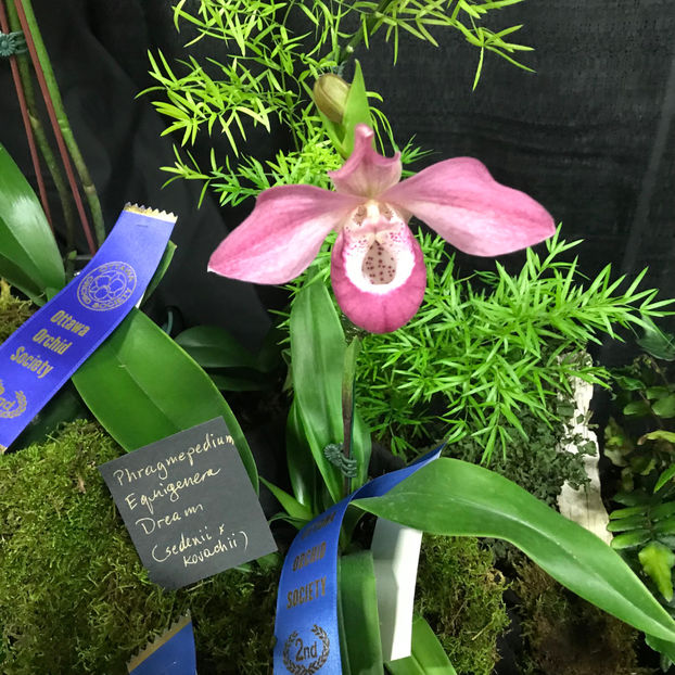  - Orchid Show 2019