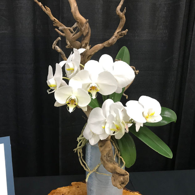  - Orchid Show 2019