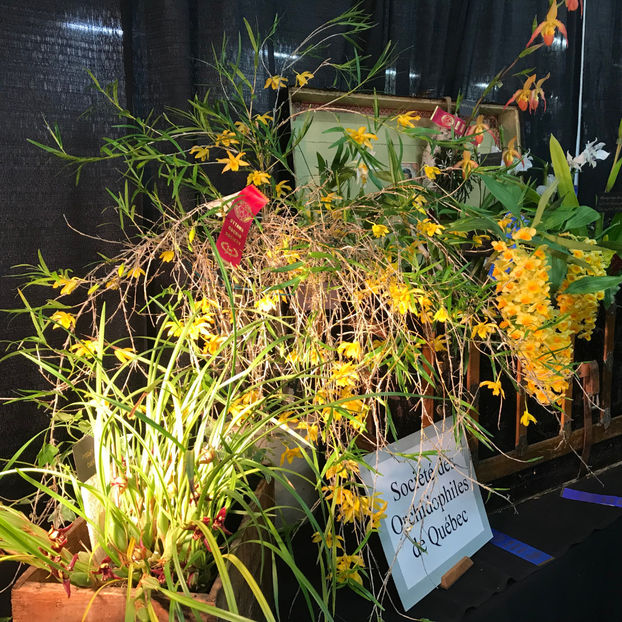  - Orchid Show 2019