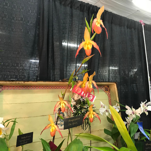  - Orchid Show 2019