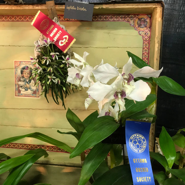  - Orchid Show 2019