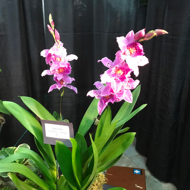  - Orchid Show 2019