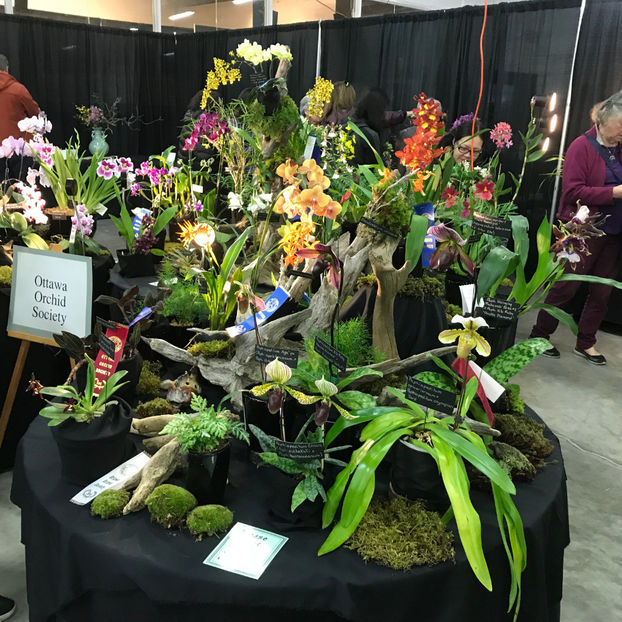  - Orchid Show 2019