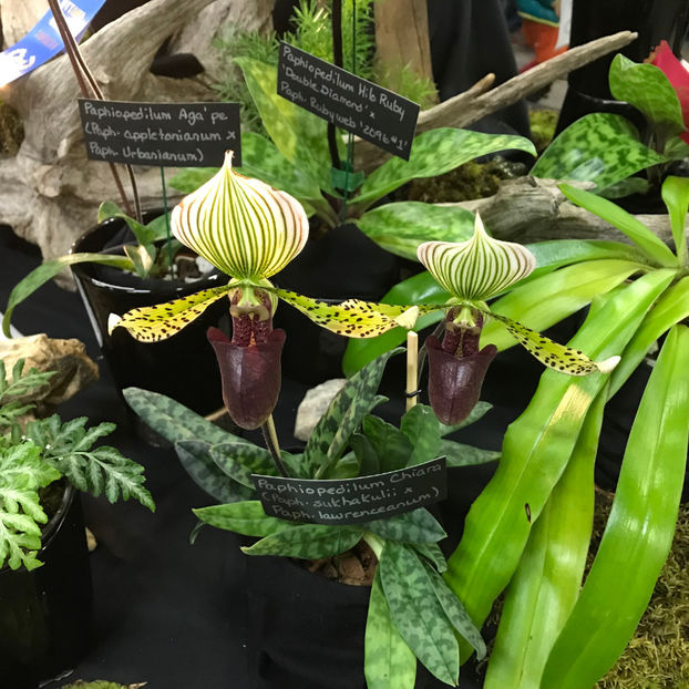  - Orchid Show 2019
