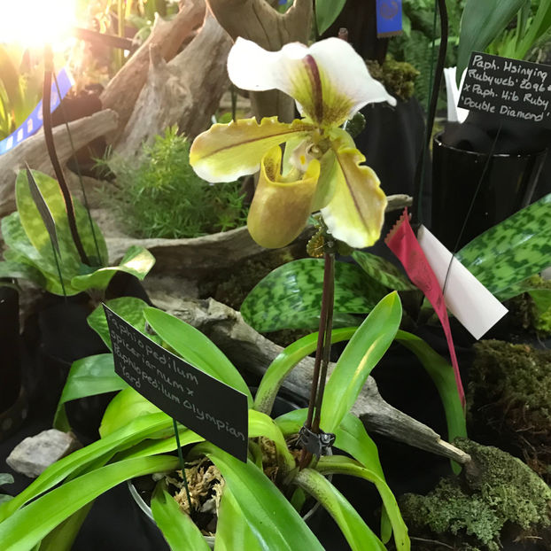  - Orchid Show 2019