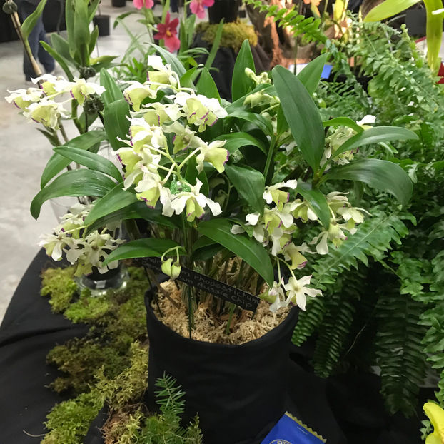  - Orchid Show 2019