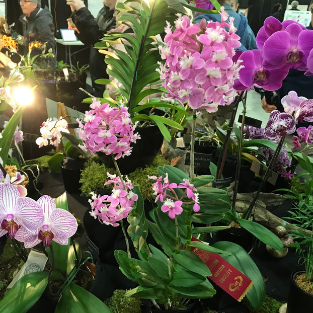  - Orchid Show 2019
