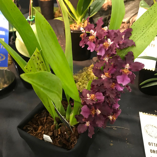  - Orchid Show 2019