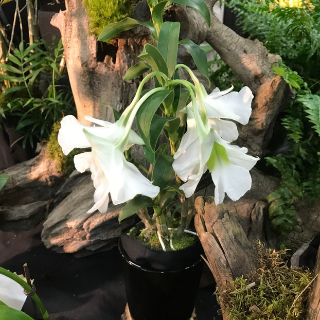  - Orchid Show 2019