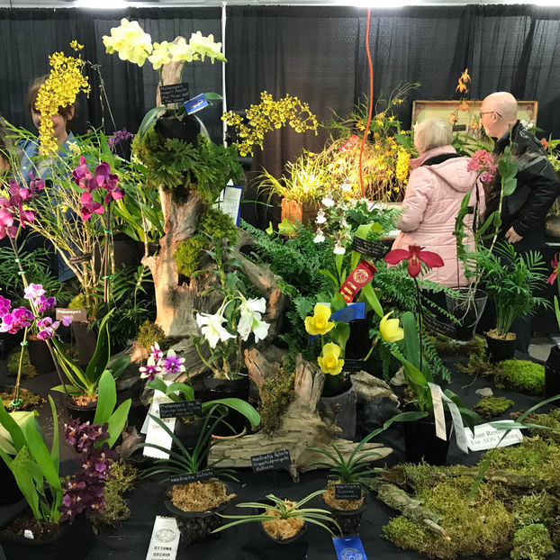  - Orchid Show 2019