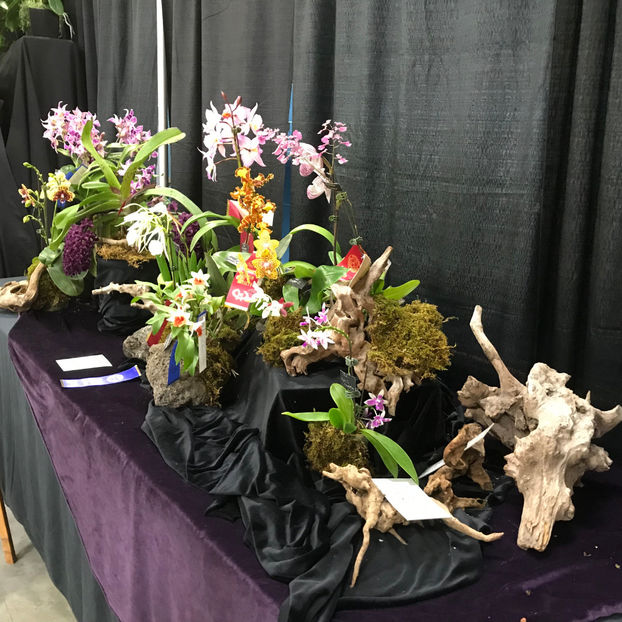  - Orchid Show 2019
