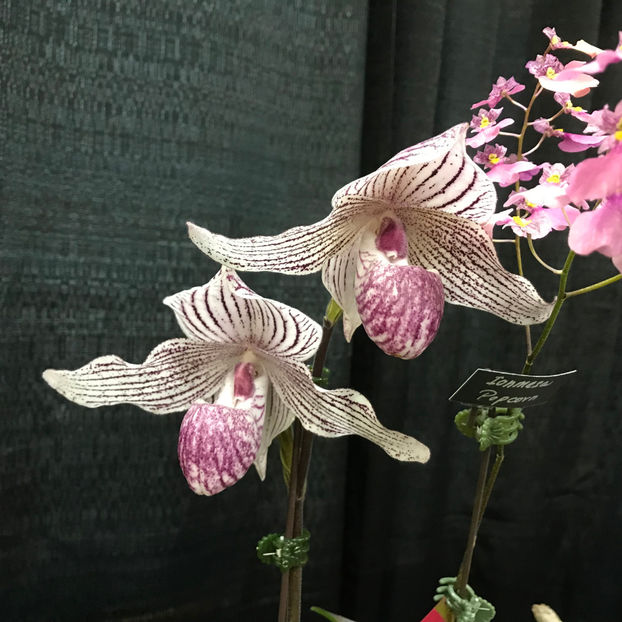  - Orchid Show 2019
