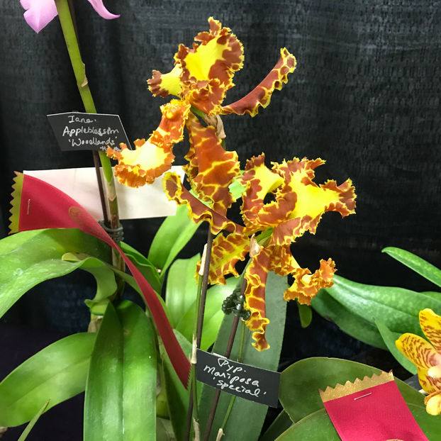  - Orchid Show 2019