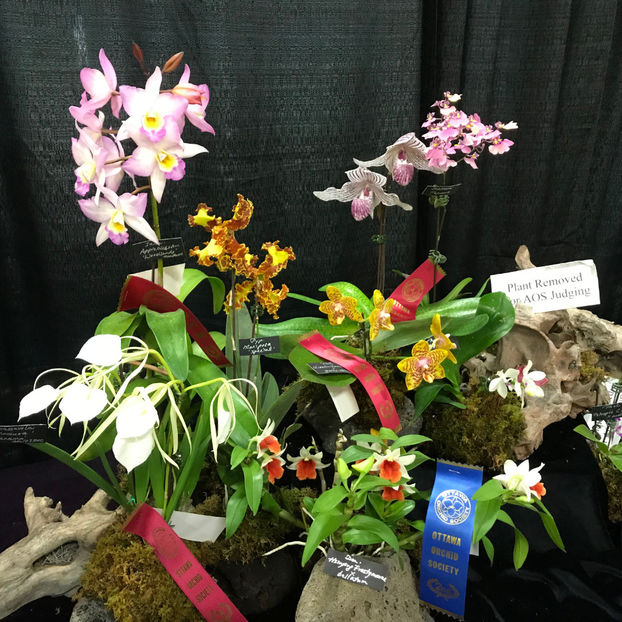  - Orchid Show 2019