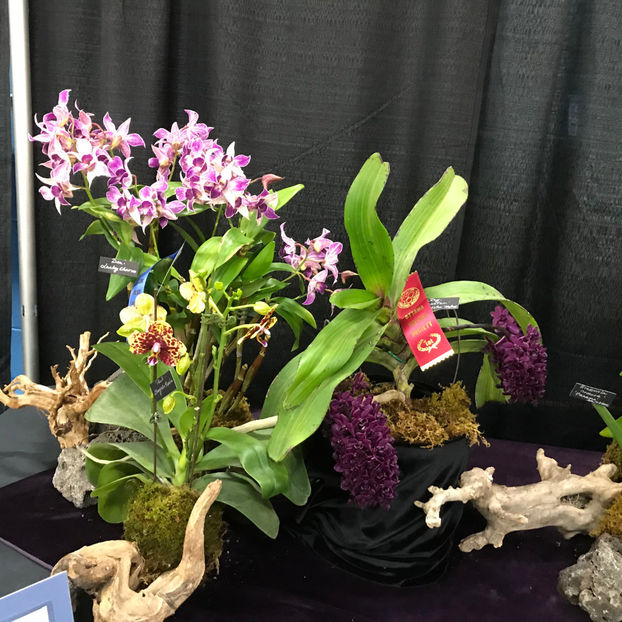  - Orchid Show 2019
