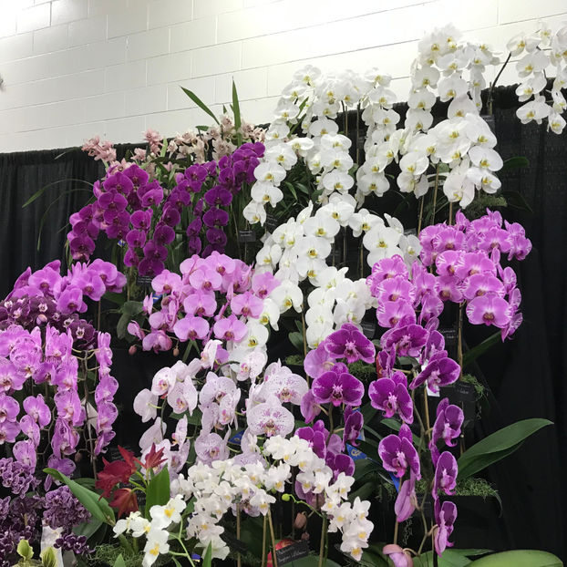  - Orchid Show 2019