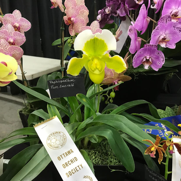  - Orchid Show 2019