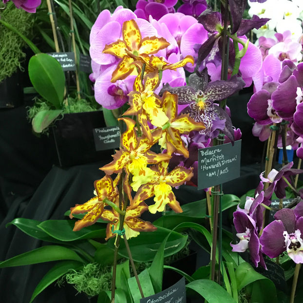  - Orchid Show 2019