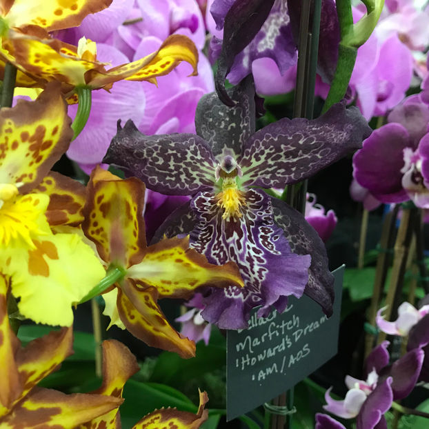  - Orchid Show 2019