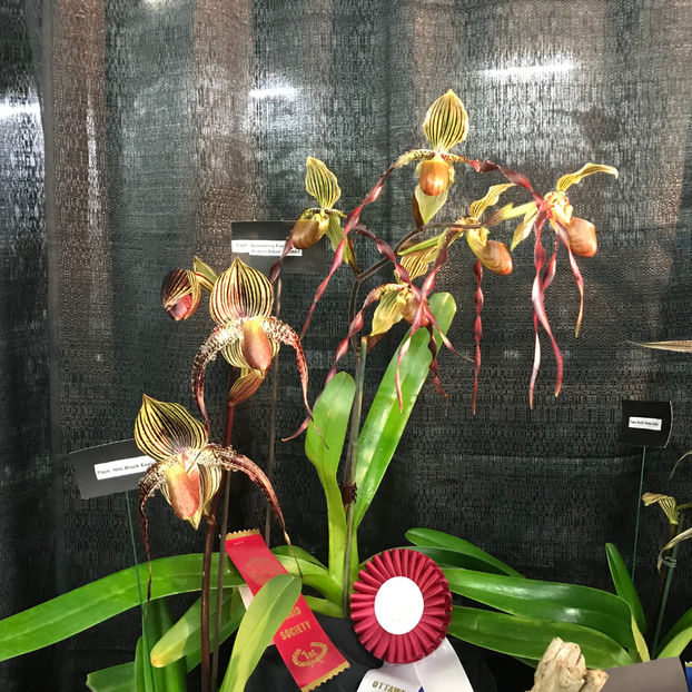  - Orchid Show 2019