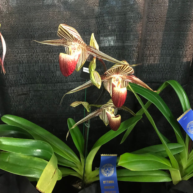  - Orchid Show 2019