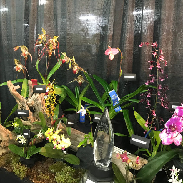  - Orchid Show 2019