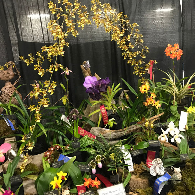  - Orchid Show 2019