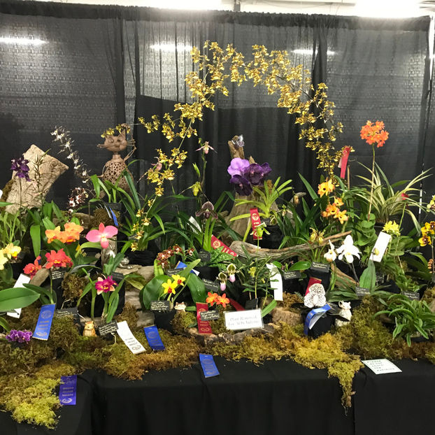  - Orchid Show 2019