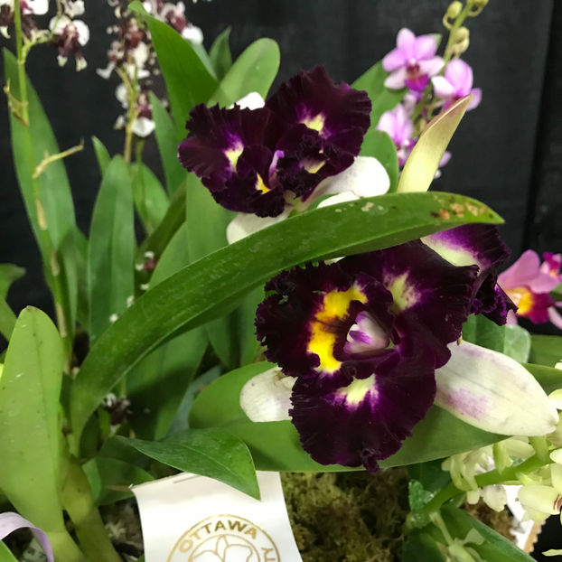  - Orchid Show 2019
