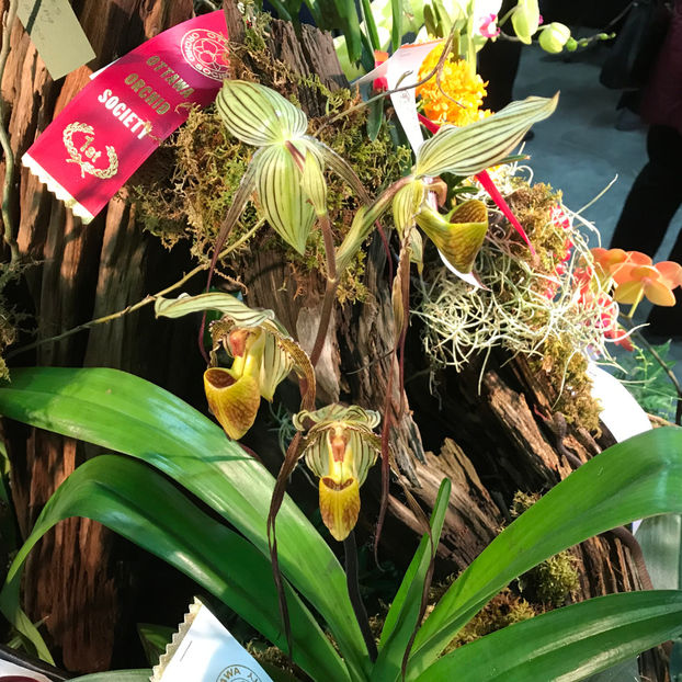  - Orchid Show 2019