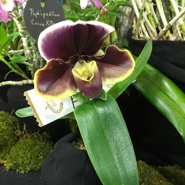  - Orchid Show 2019