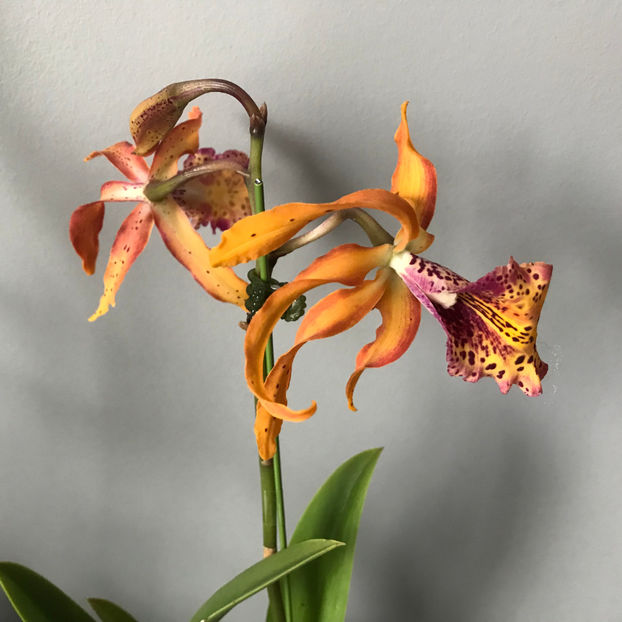  - Plante de interior 2019