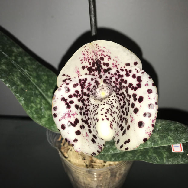  - Plante de interior 2019