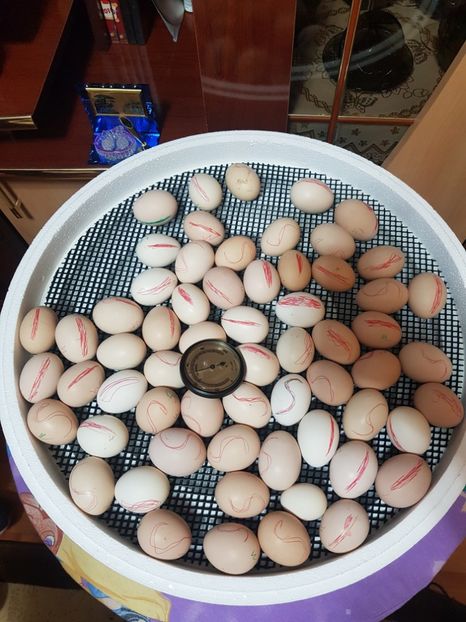 20190405_215609(0) - Incubator 2