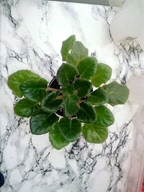 29 aprilie 2019 - Looking Glass