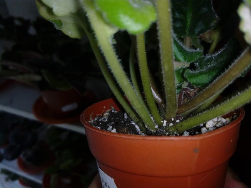 29 aprilie 2019 - LE Whipped Cream Sp