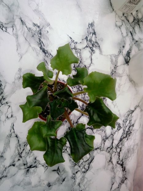 29 aprilie 2019 - LE Whipped Cream Sp