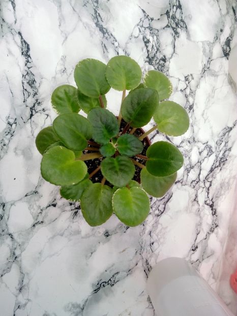 29 aprilie 2019 - Buckeye Saucy Irish