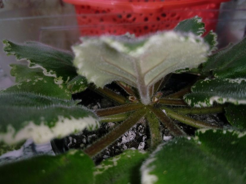 29 aprilie 2019 - ZzZ_LE Karusel