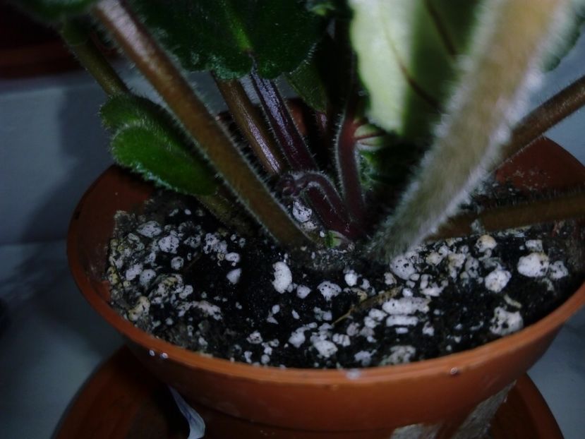 29 aprilie 2019 - ZZZ___Ian Menuet