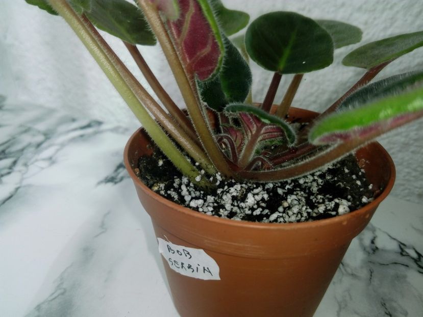 29 aprilie 2019 - Bob Serbin