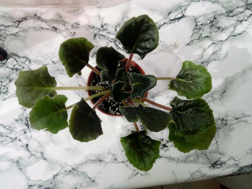 29 aprilie 2019 - RS Zabijaka