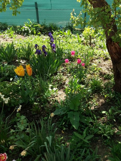 - 2019- Gradina 2