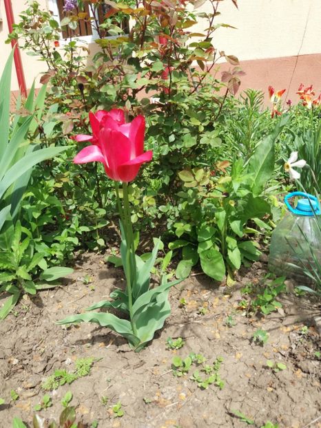  - 2019- Gradina 2