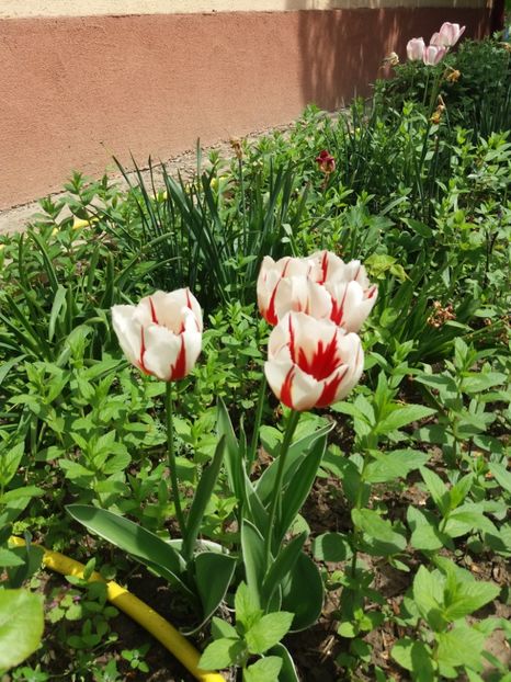  - 2019- Gradina 2