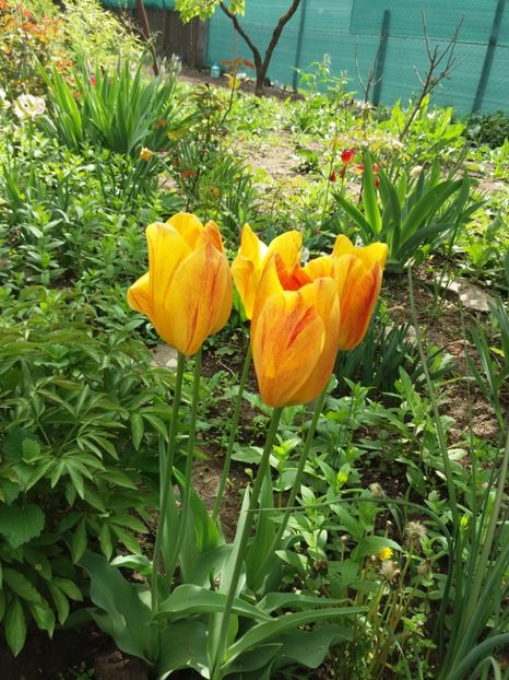  - 2019- Gradina 2