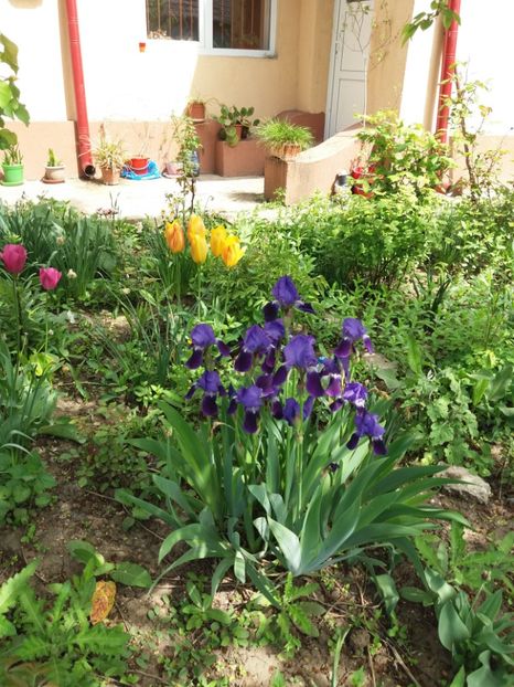  - 2019- Gradina 2
