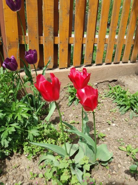  - 2019- Gradina 2