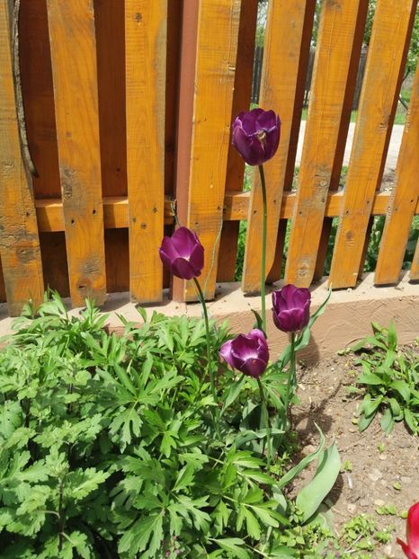  - 2019- Gradina 2