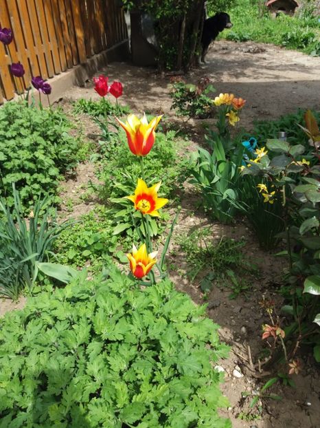  - 2019- Gradina 2